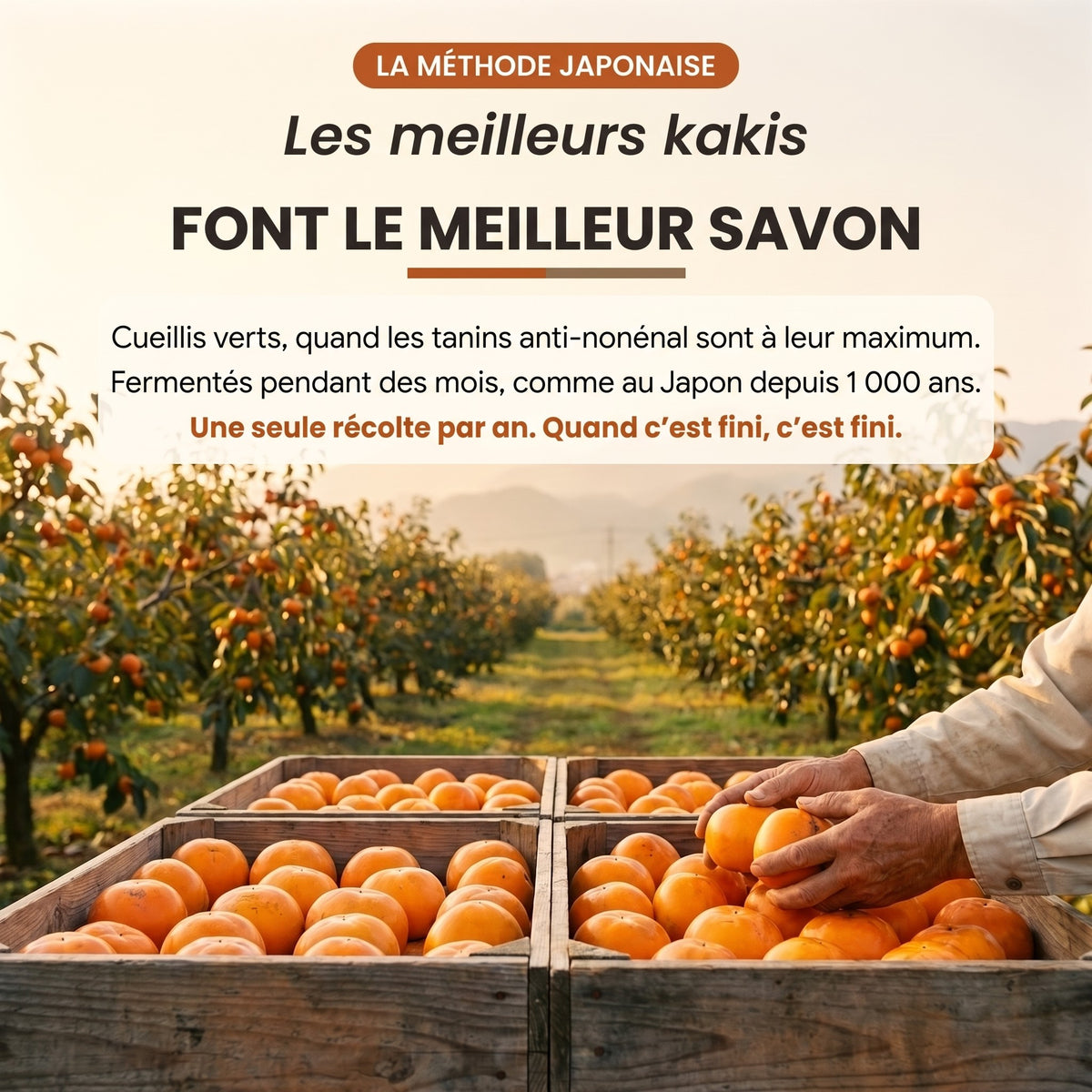 Savon au kaki Ulovel