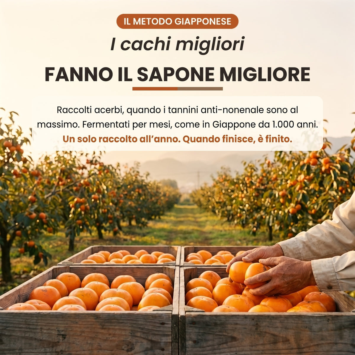 Sapone al cachi Ulovel