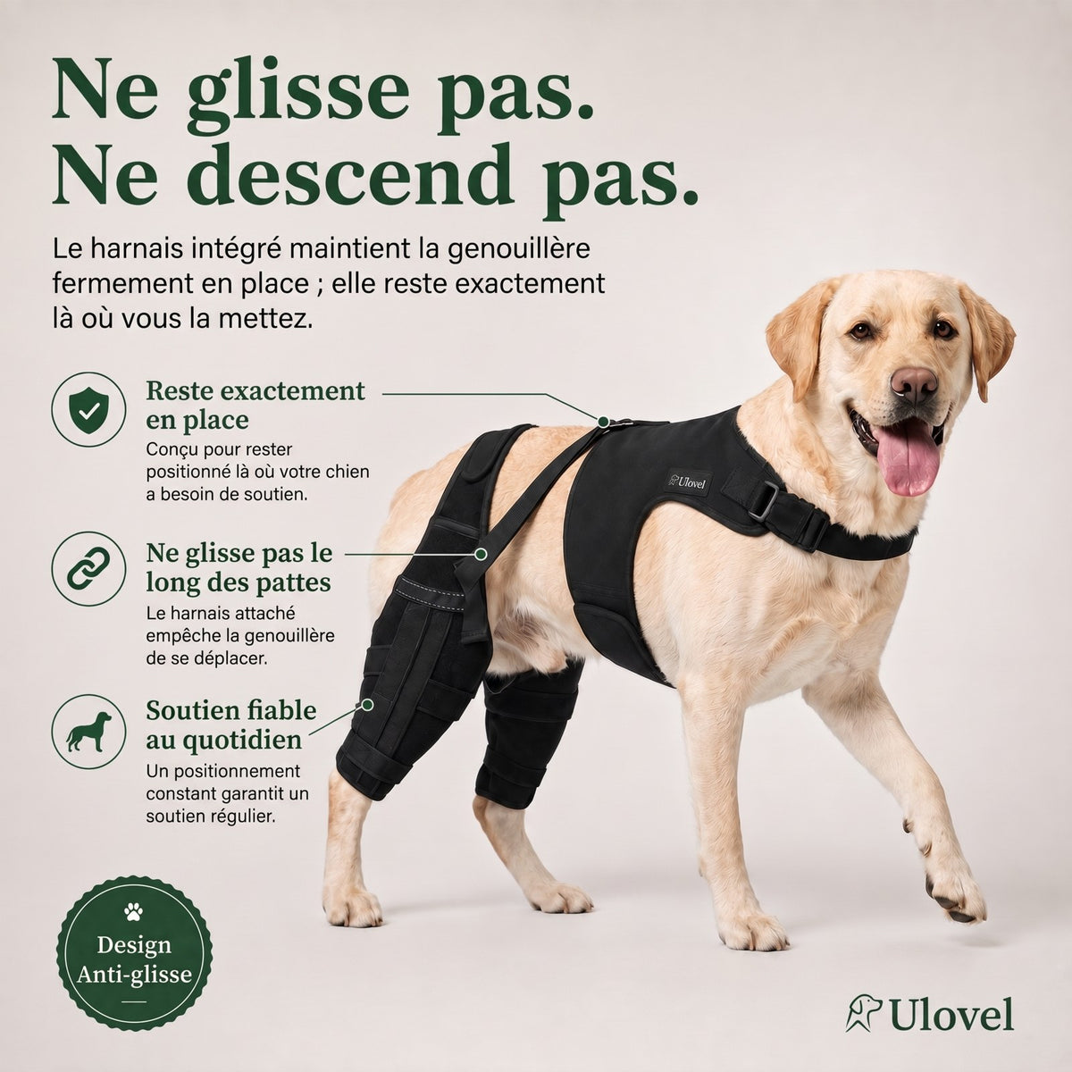 Genouillère double pour chien